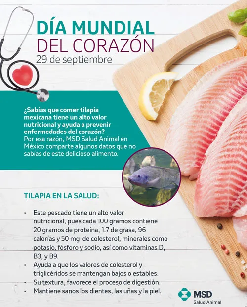 Tilapia Mexicana esencial para prevenir enfermedades cardiovasculares